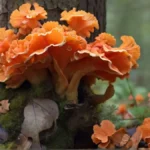 Chicken of The Woods