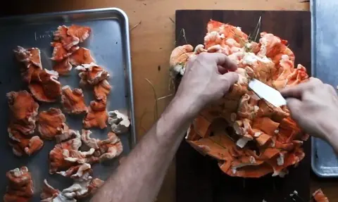How to Clean Chicken of the Woods