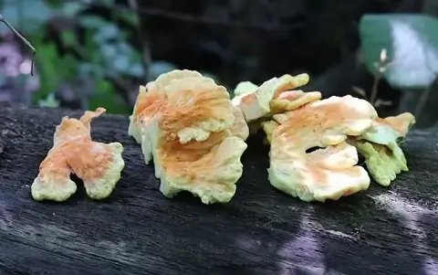 Fried Chicken of The Woods Recipe