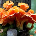 How to Identify Chicken of the Woods